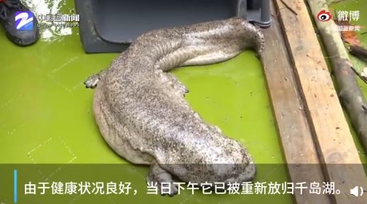 杭州千岛湖发现1米长大型娃娃鱼