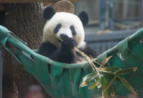 最新消息：旅日人气熊猫香香返还中国时间被延期至明年5月