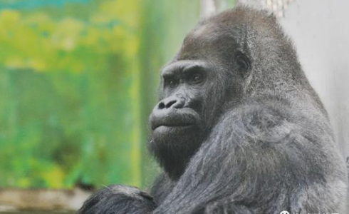 国内动物园寿命最长大猩猩“威利”去世，年龄44.5岁