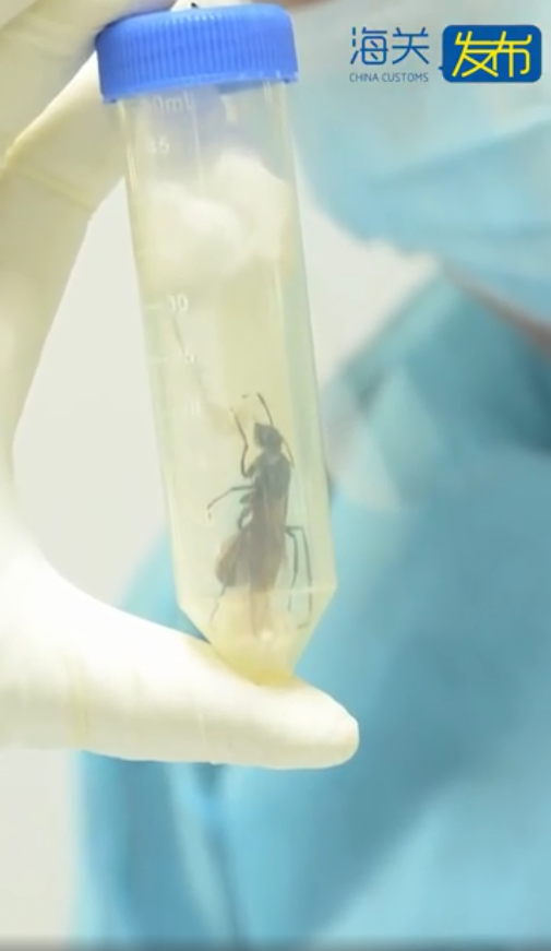 广州查获50只巨人恐蚁，最毒最致命的生物你认识几种？